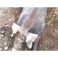 散養黑豬批發價格_澳門散養黑豬